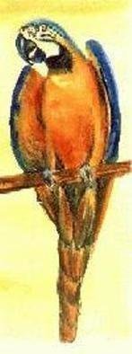 Deborah Paige Jackson: 'parrot', 2000 Watercolor, Birds. Bird, parrot...
