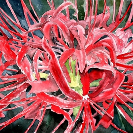 red spider lily flower painting By Derek Mccrea