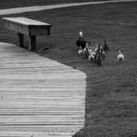 Dion Mcinnis: 'Duck Path Less Travelled', 2003 Black and White Photograph, Humor. Artist Description: Mother duck and ducklings avoiding the wooden boardwalk.  Print comes mounted on window mat board. ...