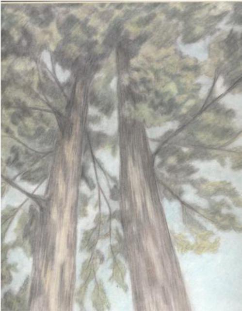 Artist Dorothy Nuckolls. 'Trees' Artwork Image, Created in 2003, Original Drawing Pencil. #art #artist