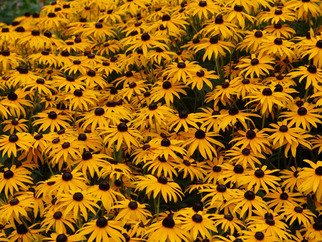 David Bechtol: 'Field of yellow and black', 2007 Color Photograph, Floral.  Black- eyed susan field ...