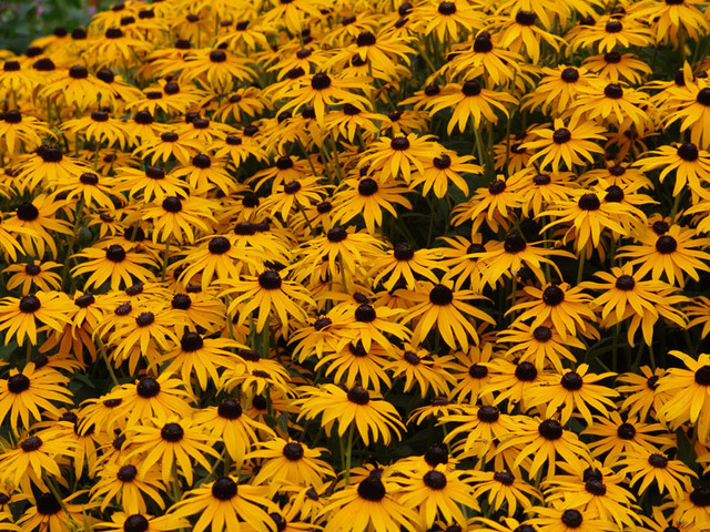 David Bechtol  'Field Of Yellow And Black', created in 2007, Original Photography Other.
