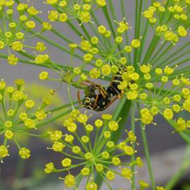 Wasp in Dill By David Bechtol