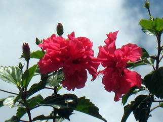 Don Jones: 'Lovers', 2013 Color Photograph, Floral.               country scenery, caribbean, donjones, photography, Hibiscus plant/ flowers     Orchid, plant, flowers, don jones, photography        ...