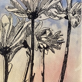 Donna Gallant: 'daisies', 2014 Mixed Media, Floral. Artist Description: Line and wash a very strong work depicting daisies. Lightness in the air and flowers but strong linear definition. ...