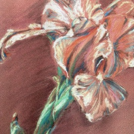 Donna Gallant: 'peach iris', 2000 Pastel, Floral. Artist Description: This flower is a very usual colour and leads itself to the warmer side of the colour wheel. The green stem adds the sparkle to the composition. ...