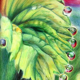 Donna Gallant: 'raindrops', 2016 Pencil Drawing, Floral. Artist Description: Another close up view of a leaf with raindrops.  It s an usual perspective. ...