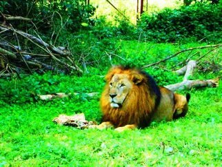 Oleti Joseph Andima: 'LION KING OF JUNKLE', 2012 Color Photograph, Animals. 