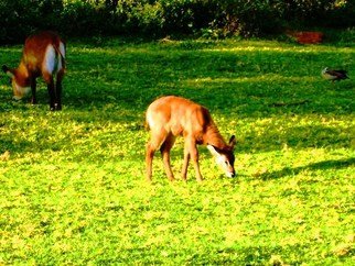 Oleti Joseph Andima: 'WATERBUCK AND KID GRAZING', 2012 Color Photograph, undecided. 