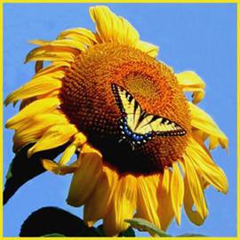 Emily Reed: 'A Swallowtail and Its Sunflower', 2005 Color Photograph, nature. Artist Description: A swallowtail butterfly enjoying a summer sunflower....