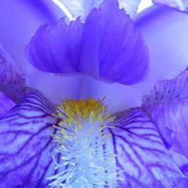 Elio Morandi: 'fiore blu', 2004 Color Photograph, Figurative. Artist Description: sticked on alluminiumsize on request...