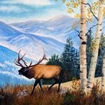 Elk In The Rockies, Ellen E Hinson