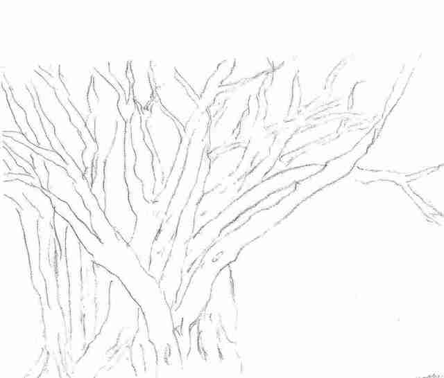 Maria Teresa Fernandes  'Branches By Ebf', created in 2006, Original Drawing Pencil.