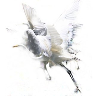 Evelyn Espinoza: 'crane', 2015 Digital Photograph, Animals. The moments of motion, the memory of the fluttering, flapping and flying of a crane. A layered montage of photographs. Ethereal and light.  ...