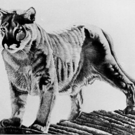 Bob Filbey: 'Sentinel', 1988 Lithograph, Animals. Artist Description:  mountain lion cougar panther rock  ...