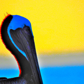 pelican HUNTING By Db Jr