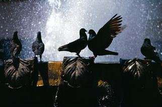 Gregory Stringfield: 'Love Birds', 2001 Color Photograph, Animals. 