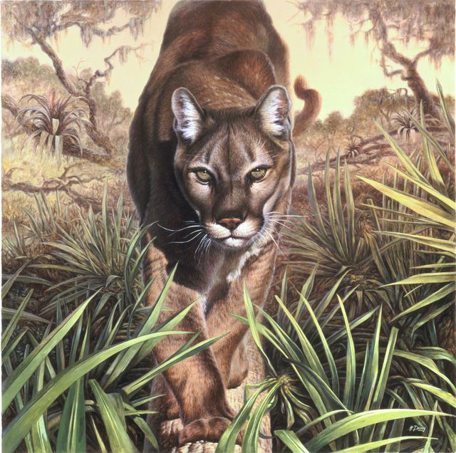 Hans Droog  'Florida Panther', created in 2015, Original Painting Oil.