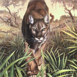 Hans Droog: 'Florida Panther', 2015 Oil Painting, Wildlife. Artist Description:  Oil painting of a Florida Panther strolling on a log in the Everglades Florida. ...