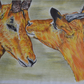 Hiten Mistry: 'affection', 2013 Other Drawing, Animals. Artist Description:  art, color pencil, affection, impalas, deer, wildlife, animals, nature, color pencil, deer painting, horns, hiten mistry ...