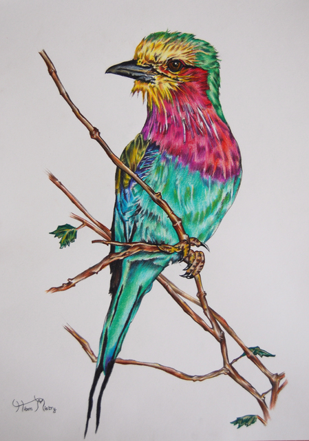Artist Hiten Mistry. 'Lilac Breasted Roller' Artwork Image, Created in 2014, Original Drawing Other. #art #artist