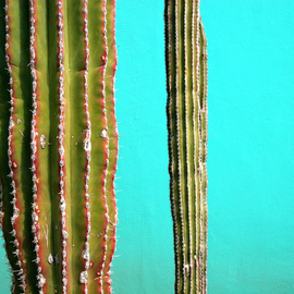 Harvey Horowitz: 'Cabo Cactus Duo', 2006 Color Photograph, Southwestern. Artist Description:  Cabo Cactus Duo 36