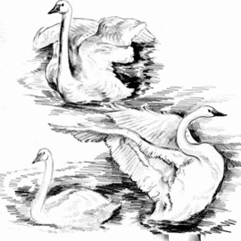 Igor Moshkin: 'swans in the arctic', 2007 Crayon Drawing, Birds. Artist Description: Drawing with pencil, paper, wildlife,  Swans in the Arctic , wild birds, swans, print...