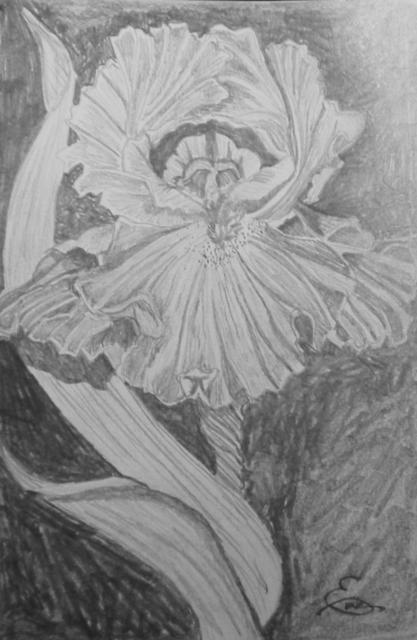 Artist Eve Co. 'Bearded Iris' Artwork Image, Created in 2009, Original Painting Oil. #art #artist