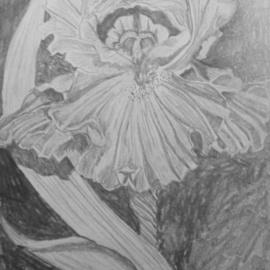 Eve Co: 'Bearded Iris', 2009 Pencil Drawing, Still Life. Artist Description:  Bearded Iris - Closeup drawing study in a sketchbook - Not for Sale - I am still sketching in this 