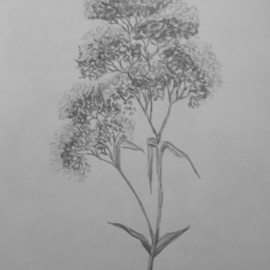 Eve Co: 'Queen Annes Lace', 2009 Pencil Drawing, Still Life. Artist Description:   Queen Annes Lace - Closeup drawing study in a sketchbook - Not for Sale - I am still sketching in this 
