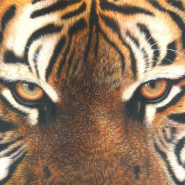 Jacquie Vaux: 'Eyes of a Tiger', 2008 Giclee, Animals. Artist Description:  Up close the Eyes of a Tiger ...