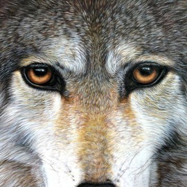 Jacquie Vaux: 'Eyes of a Wolf', 2008 Giclee, Animals. 