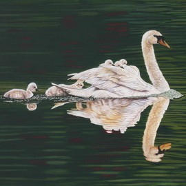 Jacquie Vaux: 'Reflections of a Tulip Tree  Mute Swan Fafily', 2013 Other Painting, Animals. Artist Description:   Mute Swan with her brood, cruising on a pond with reflections of a tulip tree on the Water. ...