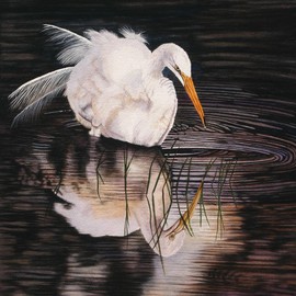 Jacquie Vaux: 'Twilight Interlude   A Snowy Egret', 2013 Other Painting, Animals. Artist Description:  A Snowy Egret cruising on a pond at twilight. This is a very peaceful painting, I never grow tired of watching. ...