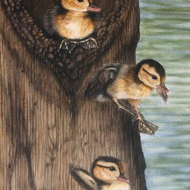 Jacquie Vaux: 'Wood Ducks Leaving the Nest', 2013 Other Painting, Animals. Artist Description:  Wood Ducks nest high in nests above the water. This is their first journey into the world. Talk about a leap of faith!  ...