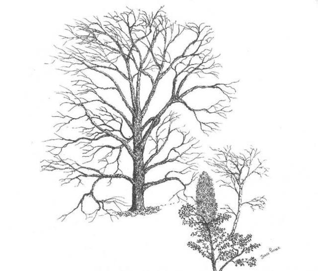 Artist James Parker. 'Leafless Oak' Artwork Image, Created in 2003, Original Drawing Pen. #art #artist