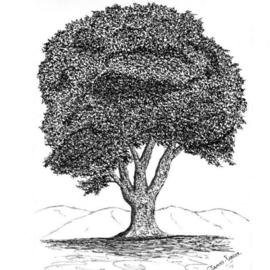 James Parker: 'Oak3', 2002 Pen Drawing, Botanical. Artist Description: One of a series of pen and ink oaks....