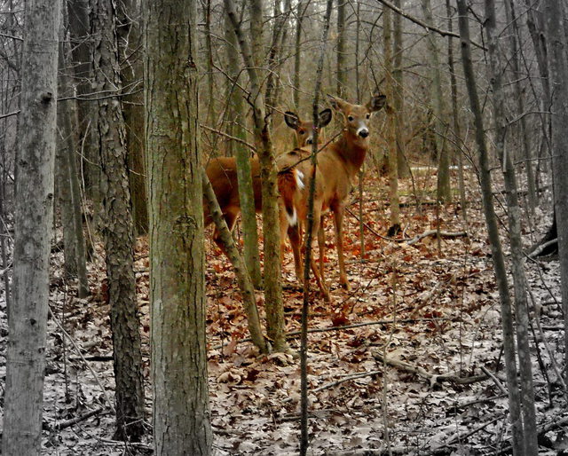 Artist Jeanette Locher. 'Deer' Artwork Image, Created in 2011, Original Photography Color. #art #artist