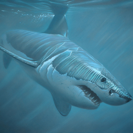 Jerry Ragg: 'Beyond The Break', 2016 Oil Painting, Animals. Artist Description:  A rare glimpse of the great white shark surfacing beyond the break.Oil on Canvas48 x 78www. jerryragg. com ...