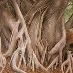 Banyan Tree Trunks By James Morin