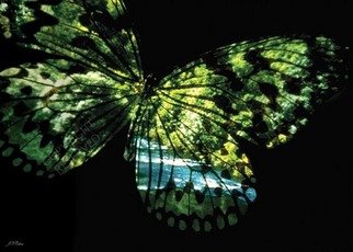 John Neville Cohen: 'Butterfly Country', 2009 Color Photograph, Landscape. Butterfly, River, Summer, fantasy, surreal, green, blue, John Neville Cohen,    ...