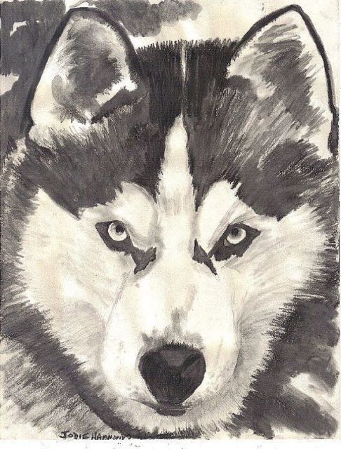 Jodie Hammonds  'Husky', created in 2011, Original Drawing Charcoal.