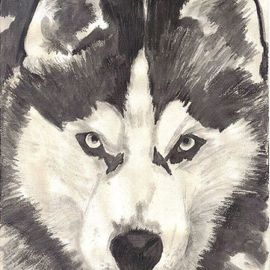 Jodie Hammonds: 'Husky', 2011 Charcoal Drawing, Portrait. Artist Description:  Graphite of Husky  ...