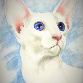 Jodie Hammonds: 'grand champion blanca', 2016 Pencil Drawing, Portrait. Artist Description: Cat, Blue eyes...