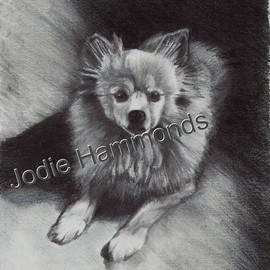 Jodie Hammonds: 'memorial pomeranian', 2016 Charcoal Drawing, Portrait. Artist Description: Pomeranian, dog...