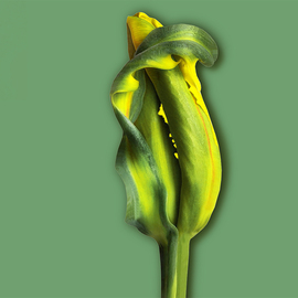 Jo Francis Van Den Berg: 'jf tulip 50', 2018 Digital Photograph, Floral. Artist Description: Yellow Tulip still closedprinted on HahnemA1/4hle Fine Art Print paperLarger sizes on demand...