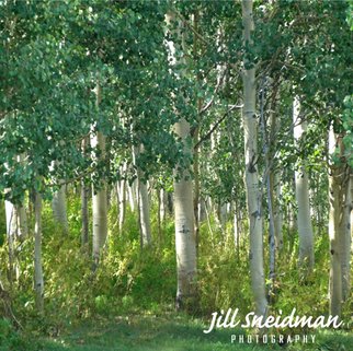 Jill Sneidman: 'into the woods', 2015 Color Photograph, nature. Crested Butte, Colorado...