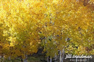 Jill Sneidman: 'leaves of gold', 2017 Color Photograph, nature. Grand Staircase Escalante Utah...