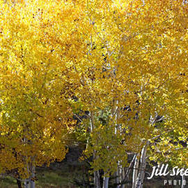 Jill Sneidman: 'leaves of gold', 2017 Color Photograph, nature. Artist Description: Grand Staircase Escalante Utah...