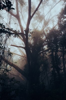 Artist: Anastasia Kaminskaya - Title: magic forest - Medium: Color Photograph - Year: 2020